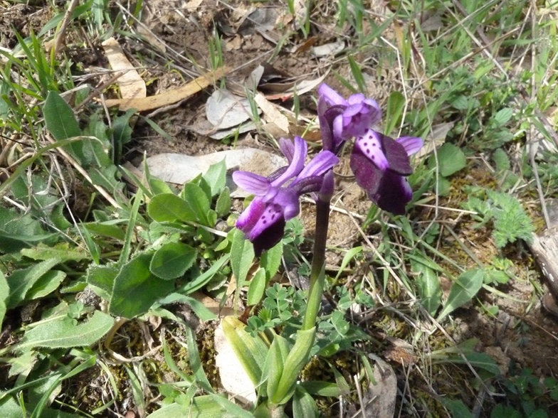 identificazione orchidea 2